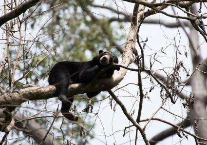 Sonnenbär des Borne_19_3.jpg