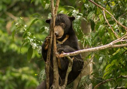 Sonnenbär im Bornea_19_2.jpg