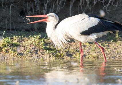 Storch im Donaudelta_40_1.jpg