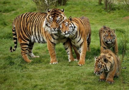 Sumatran Tiger, pant_53_3.jpg