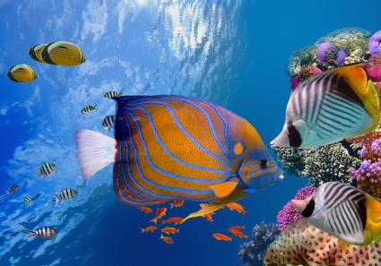 Tauchen in Ägypten _98_2.jpg