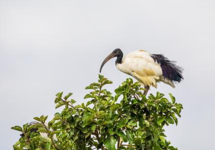 The African Sacred I_16_4.jpg