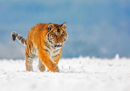 Tiger im Schnee_29_2.jpg