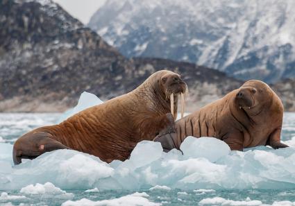 Walrösser in Grönl_18_4.jpg