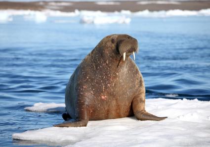 Walross Franz Josef _18_3.jpg