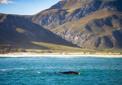 Whales watching from_148_2.jpg