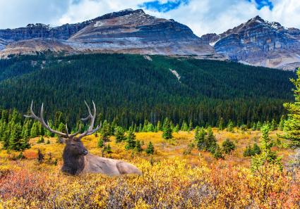 Wild in Kanada_72_1.jpg