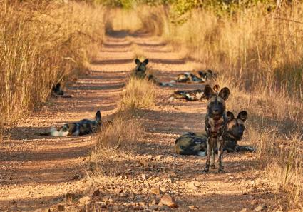 Wildhunde im Kafue N_9_3.jpg