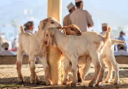 Ziegen in Nizwa_113_3.jpg