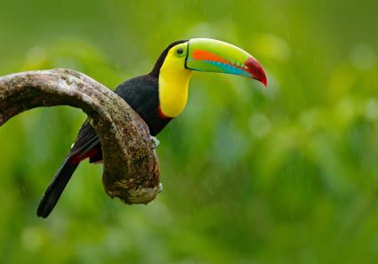 grüne Vegetation, N_111_2.jpg