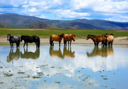 mongolian horses in _110_1.jpg