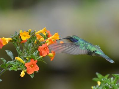 hummingbird-1