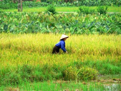 vt-rice-paddy