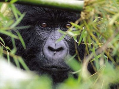 gorillas-rwanda-9