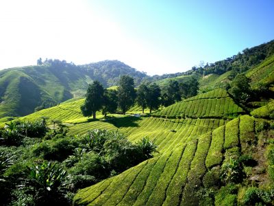 cameron-highlands---tea-plantation