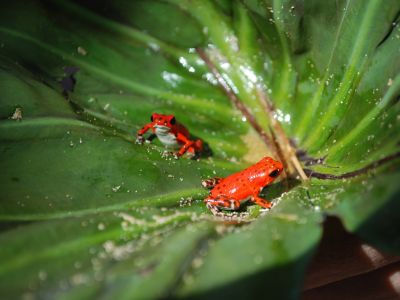 roter-frosch-panama