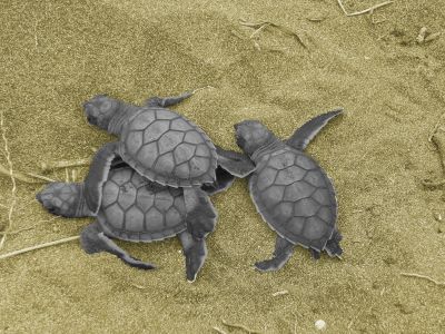 schildkröten-am-strand