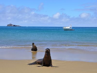 galapagos-sea-lion-7.jpg