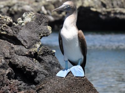 galapagos-blue-footed-booby-3.jpg