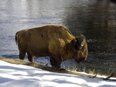 bison-at-madison-2