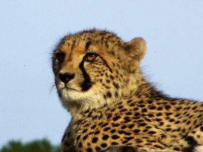 gepard-in-südafrika