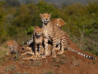 leoparden-familie