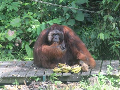 orang-utan-auf-borneo