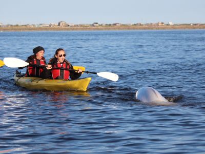 kayaking-with-belugas-lb-1.jpg