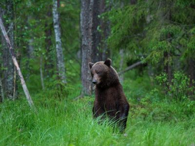 braunbär-in-estland