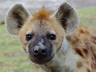 hyena.jpg