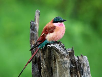 carmine-bee-eater-