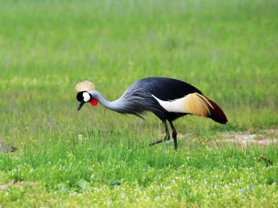 crowned-crane