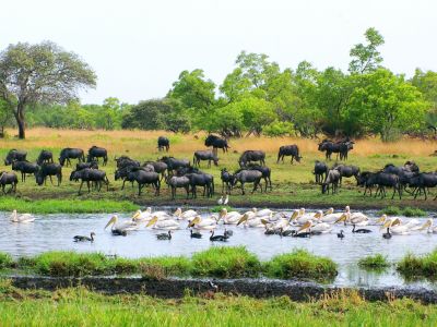 gnu-and-pelicans.jpg