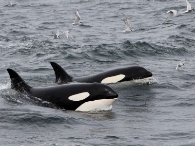 day-3---orcas
