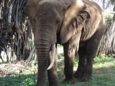 elefant-in-kenia.jpg