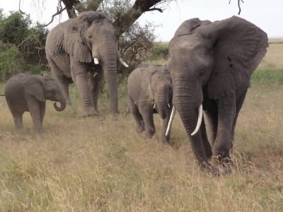 elefantenfamilie