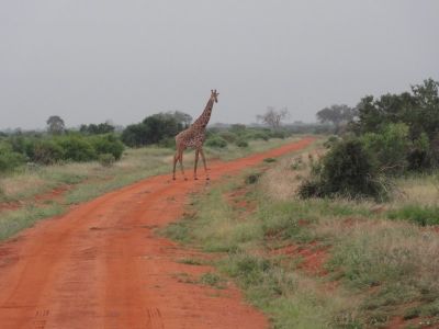 giraffe-überquert-straße