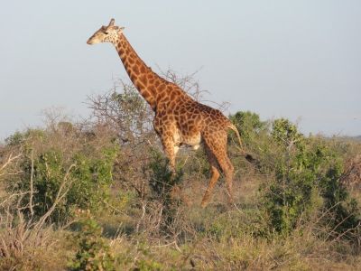 giraffen-in-kenia
