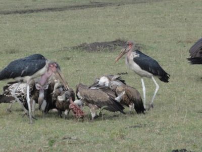 vögel-kämpfen-um-aas