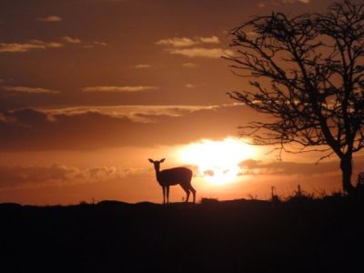 sonnenuntergang-in-kenia