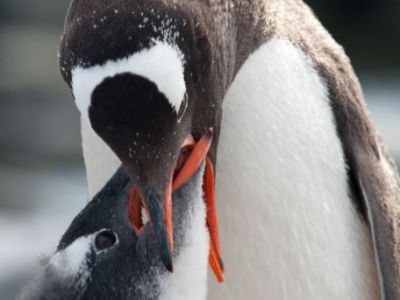pinguin-fütter-baby.jpg