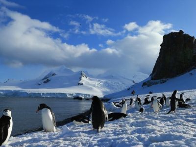 gruppe-von-pinguinen.jpg