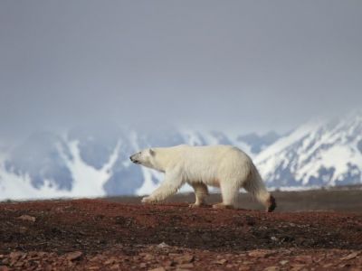 eisbär-vor-berg.jpg