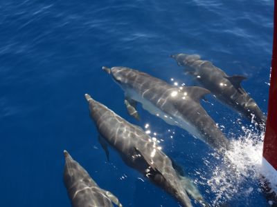 mehrere-delfine.jpg