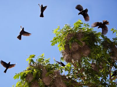 vögel-in-iguazu
