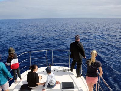 whalewatching-auf-den-azoren.jpg