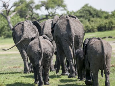 elefanten-in-botswana