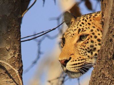 leopard-in-botswana