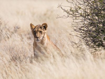 löwe-in-der-savannah