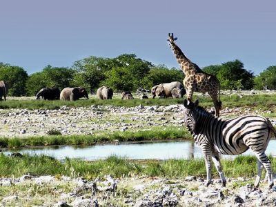 tiervielfalt-im-etosha-nationalpark